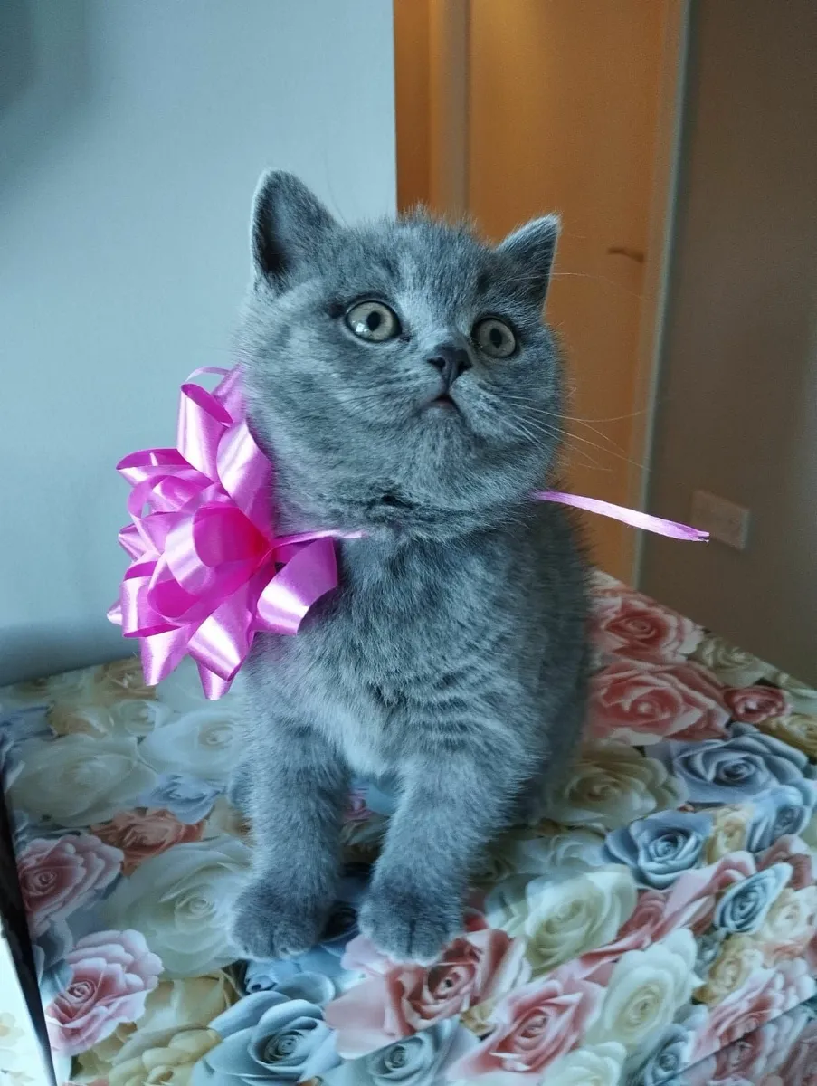 British shorthair kittens ♥️ - Image 4
