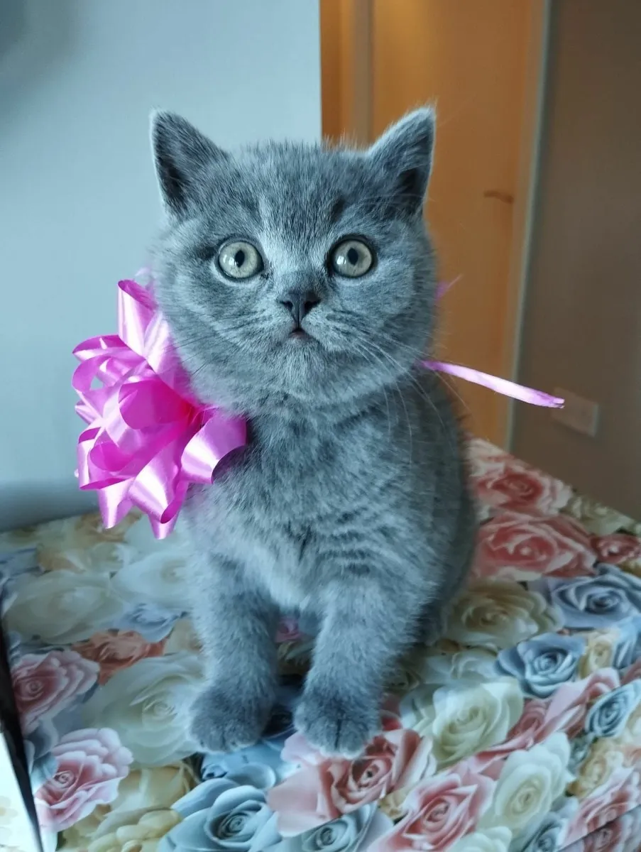 British shorthair kittens ♥️ - Image 1