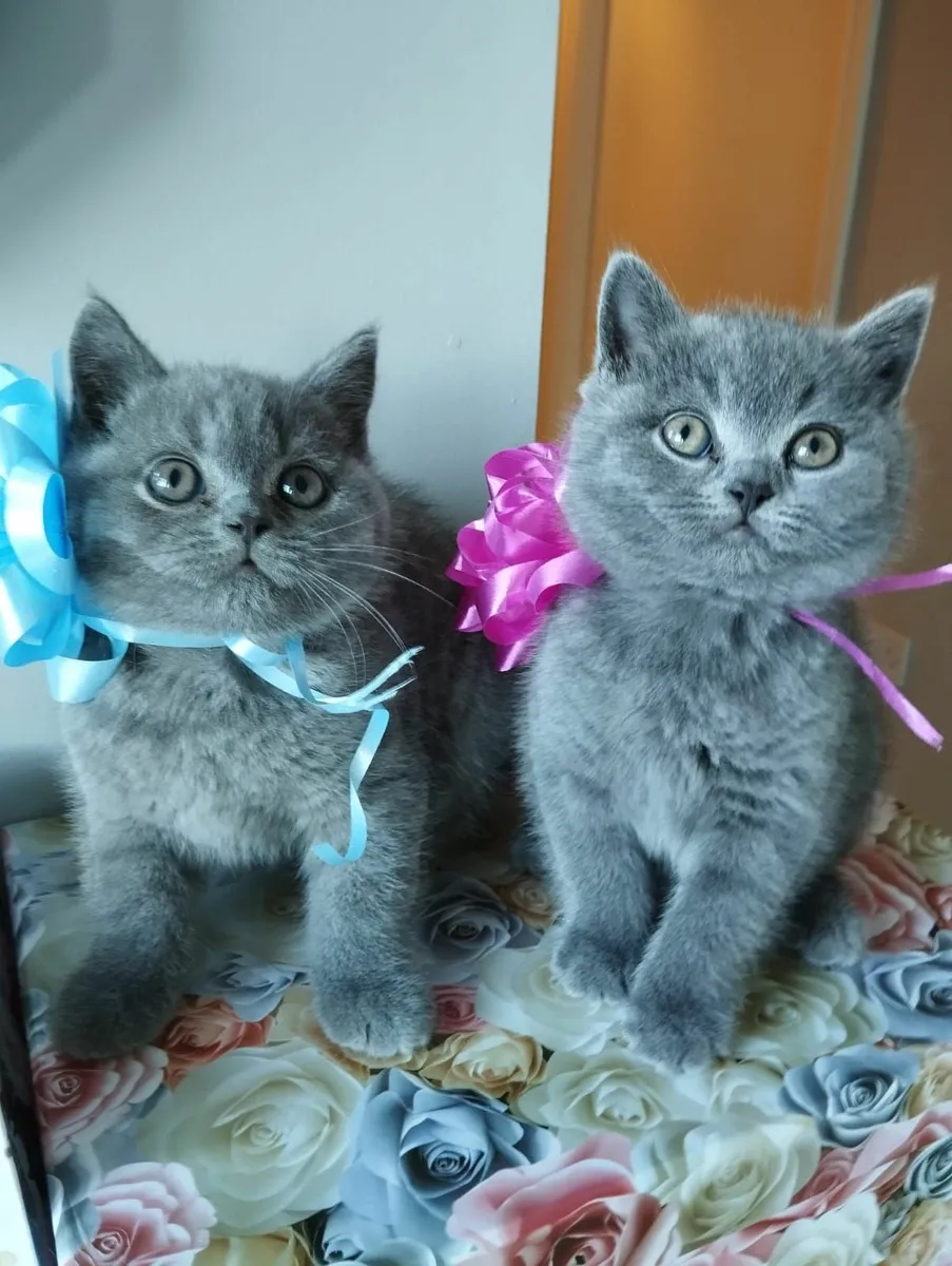 British shorthair kittens ♥️ - Image 2