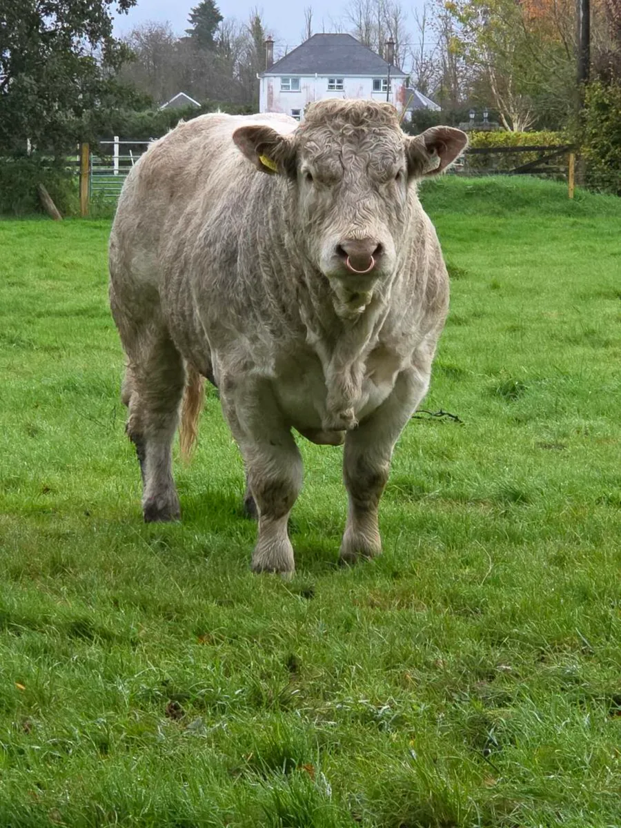 Pedigree charolais bull - Image 2