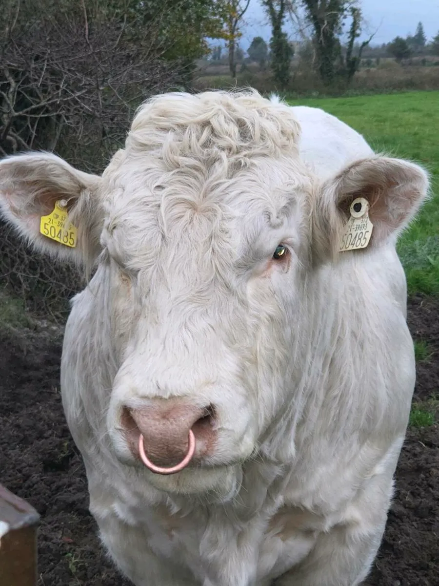 Pedigree charolais bull - Image 3