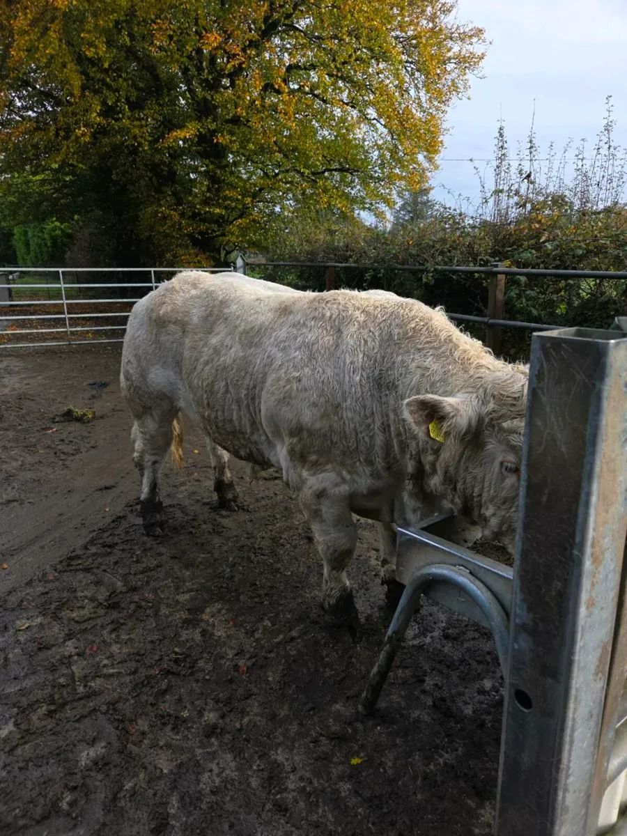 Pedigree charolais bull - Image 4