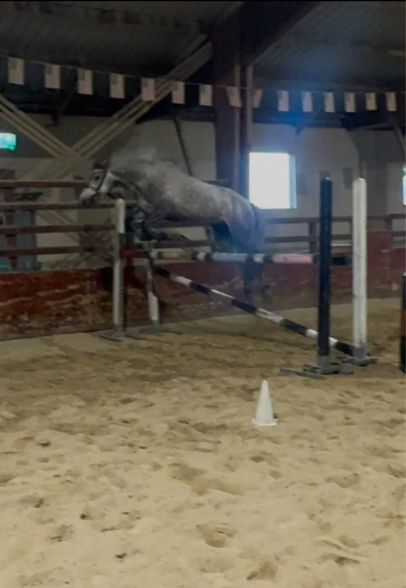 148cm 3 year old Registered Connemara Gelding - Image 4