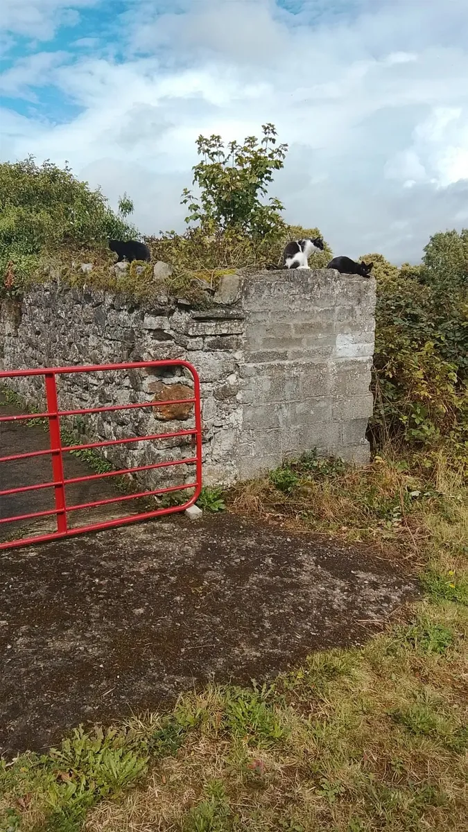 Reliable Handyman available - Image 1