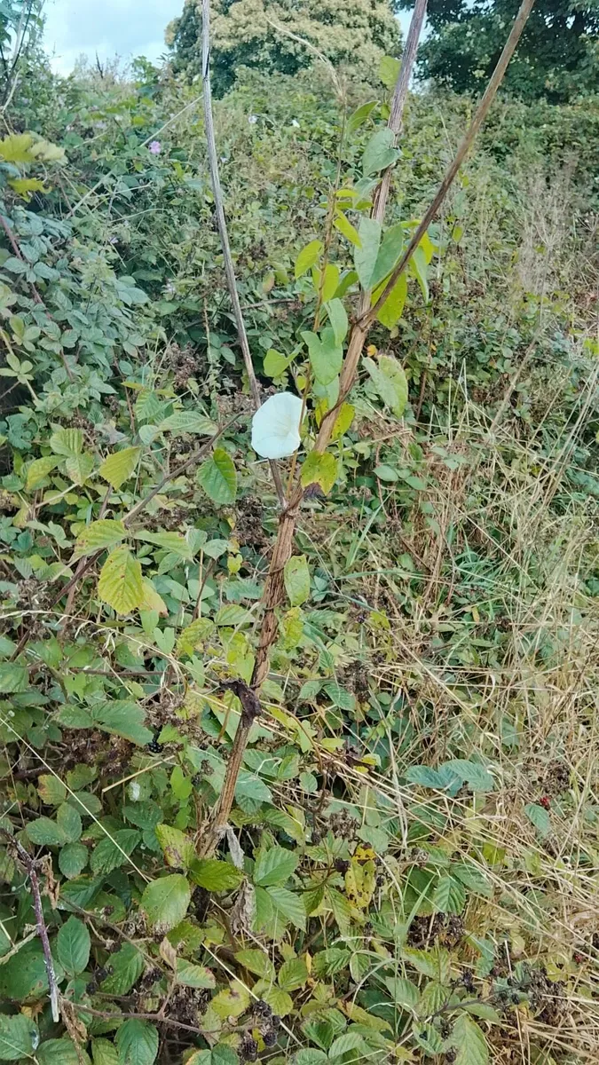 Reliable Handyman available - Image 2