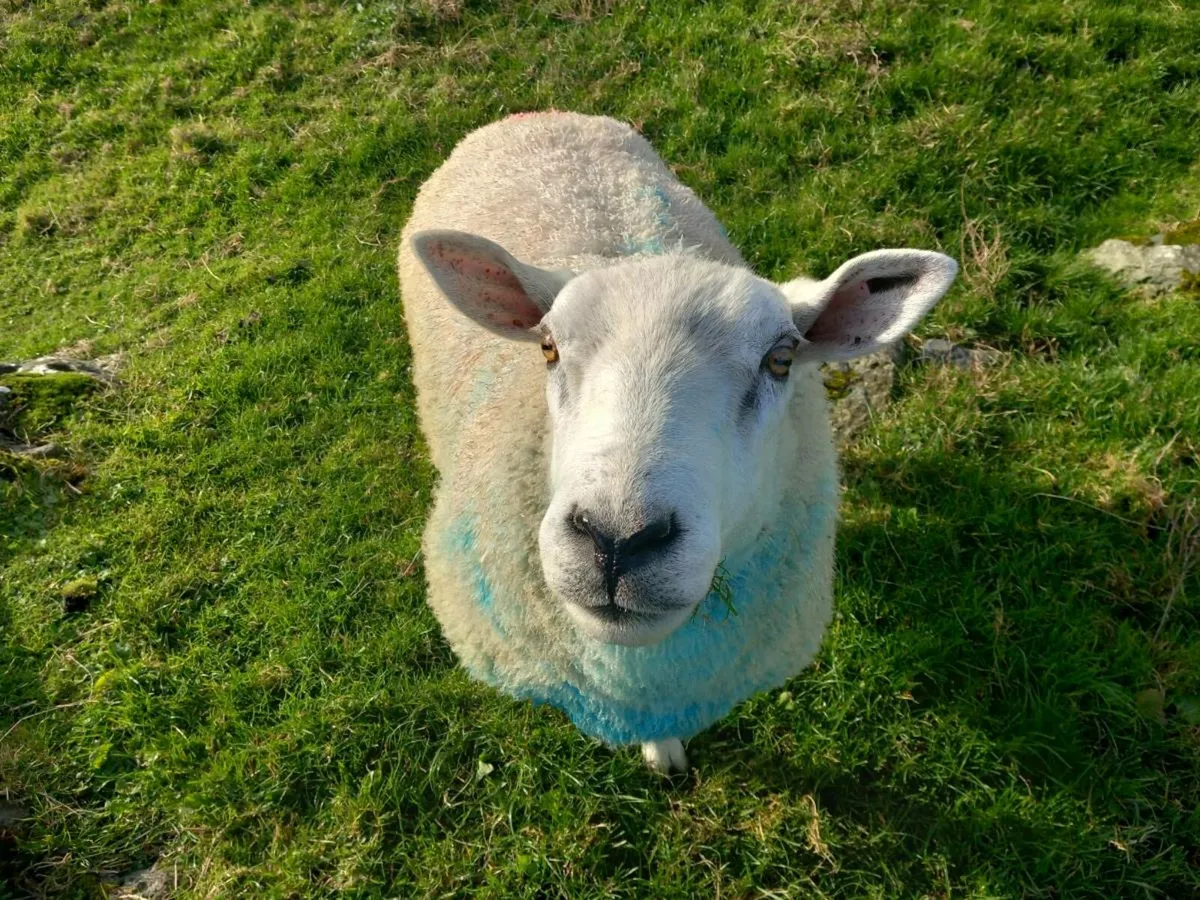 2 year old cheviot ram - Image 1