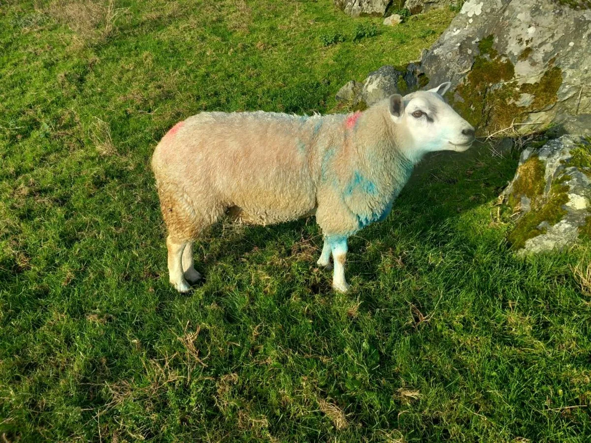 2 year old cheviot ram - Image 2