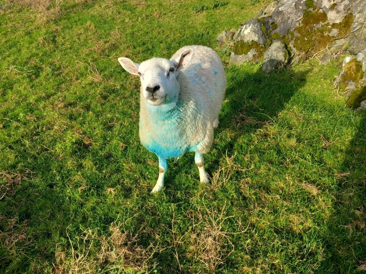2 year old cheviot ram - Image 3