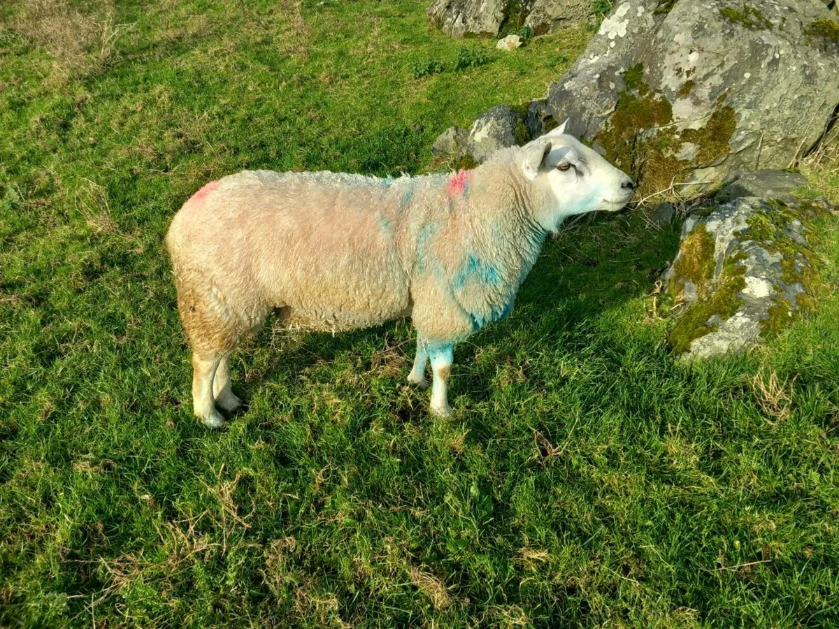 2 year old cheviot ram - Image 4
