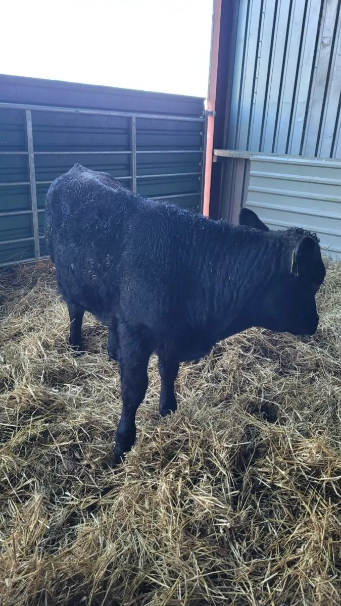 Weanling bulls - Image 1