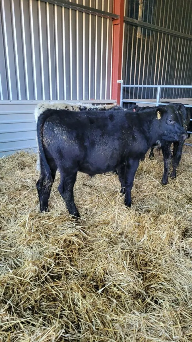 Weanling bulls - Image 2