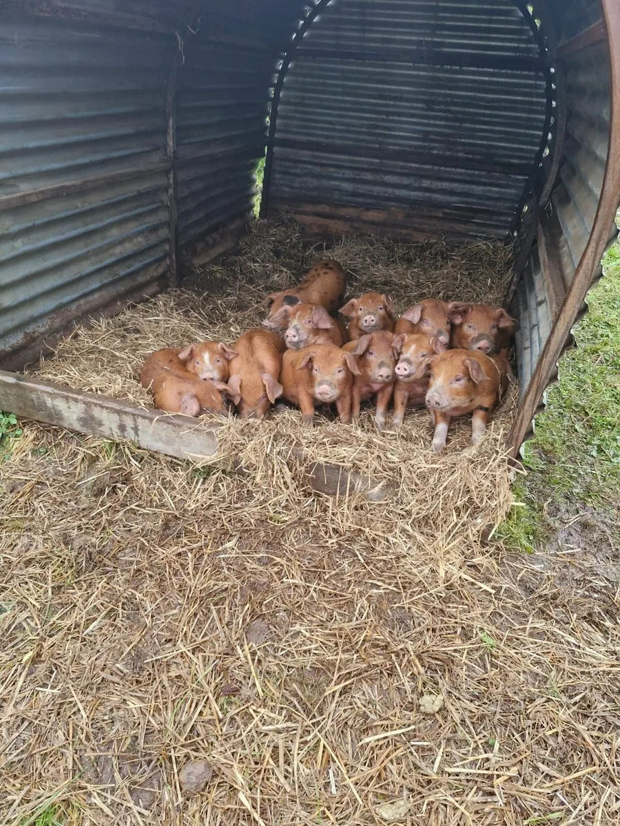 Oxford Sandy & Black x Duroc Weaners for Sale - Image 2