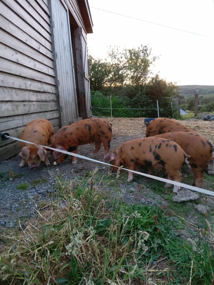 Oxford Sandy & Black x Duroc Weaners for Sale - Image 4