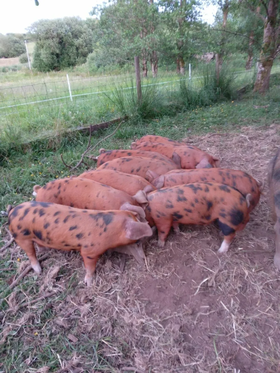 Oxford Sandy & Black x Duroc Weaners for Sale - Image 1