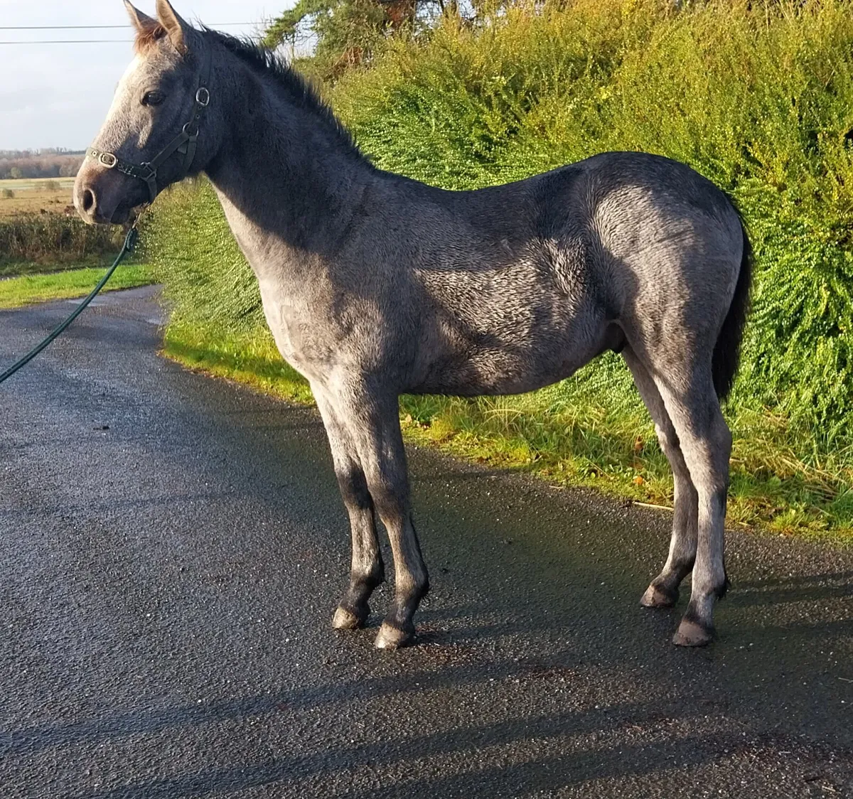 Connemara Foal