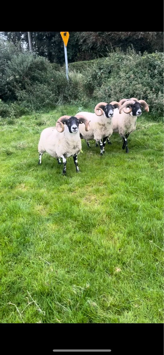 Lanark Shearlings - Image 1