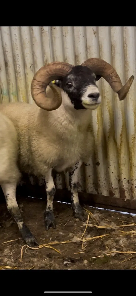 Lanark Shearlings - Image 2