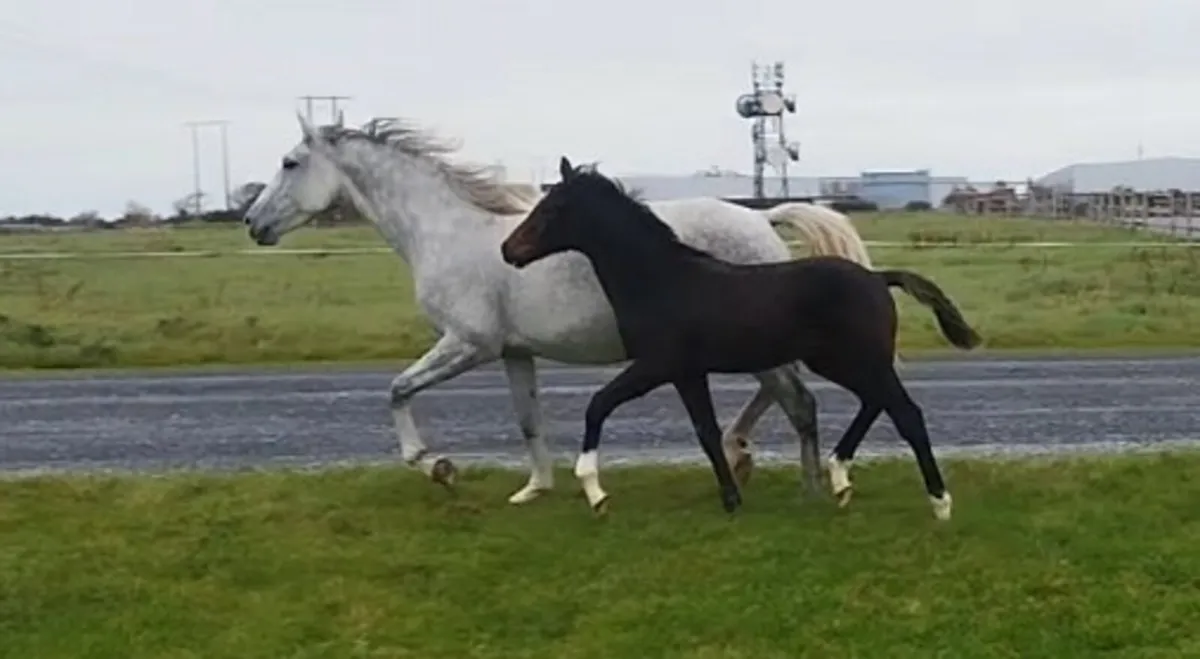 Colt foal by CREEVAGH FERRO x Kings Cornet - Image 1