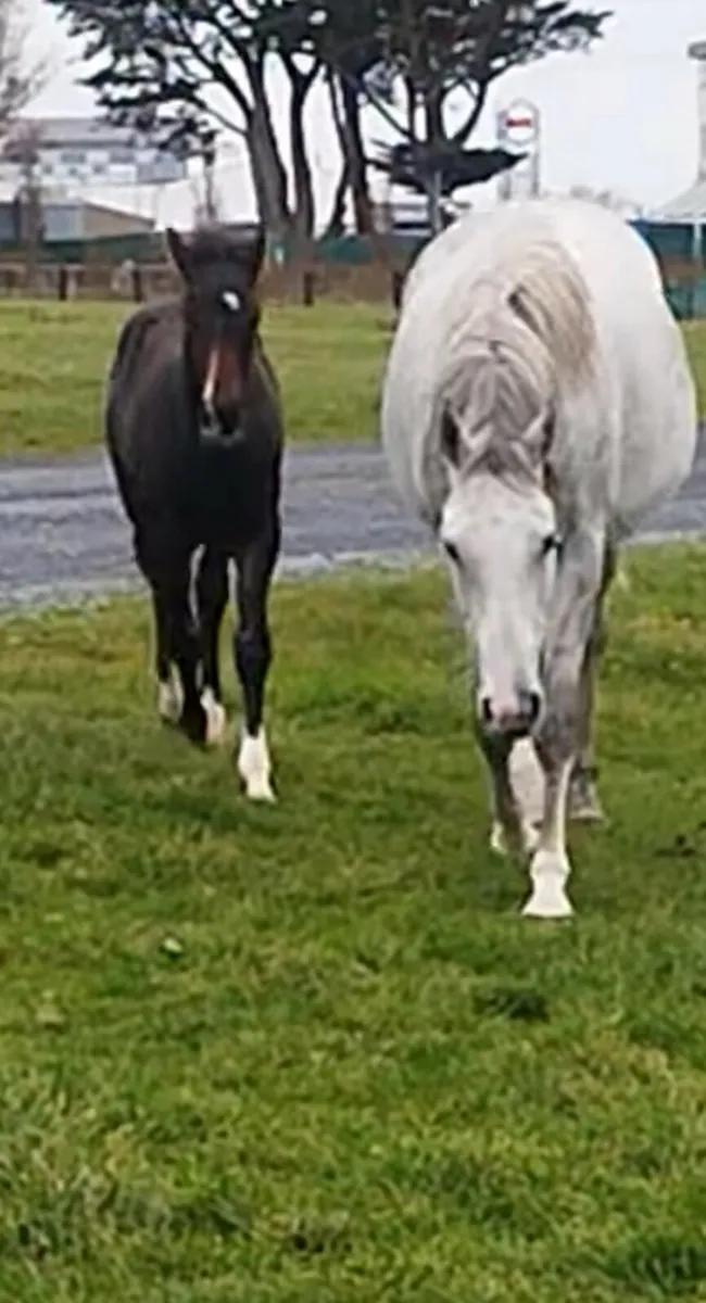 Colt foal by CREEVAGH FERRO x Kings Cornet - Image 2