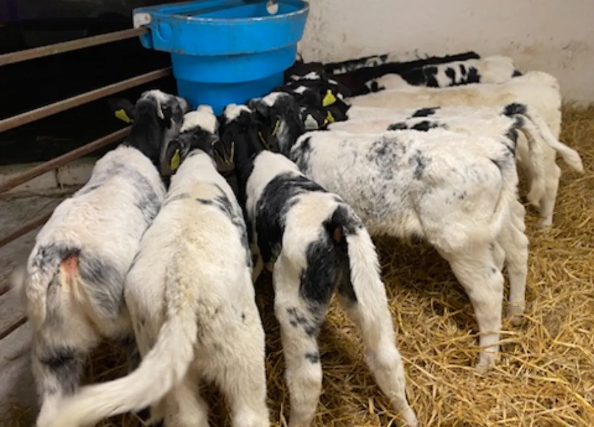 10 Super BB Calves - From 1 Farm - Image 1