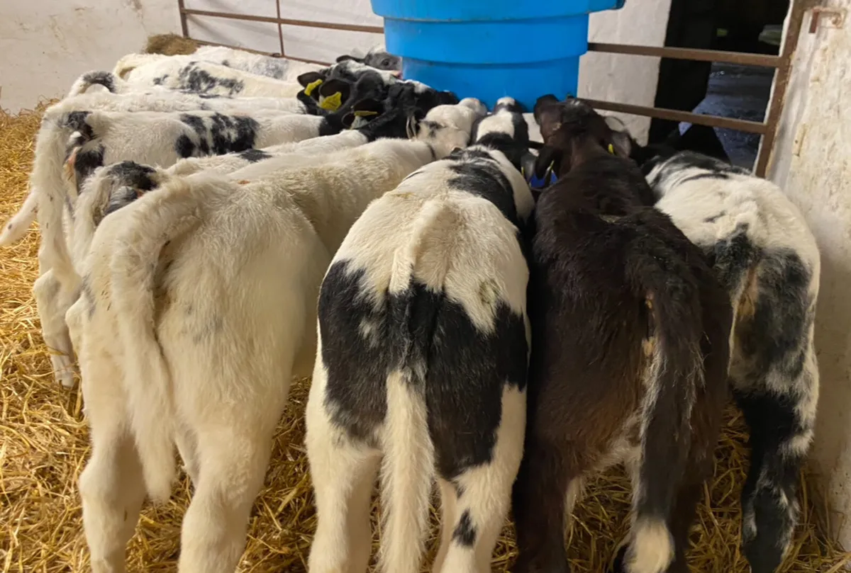 10 Super BB Calves - From 1 Farm - Image 2