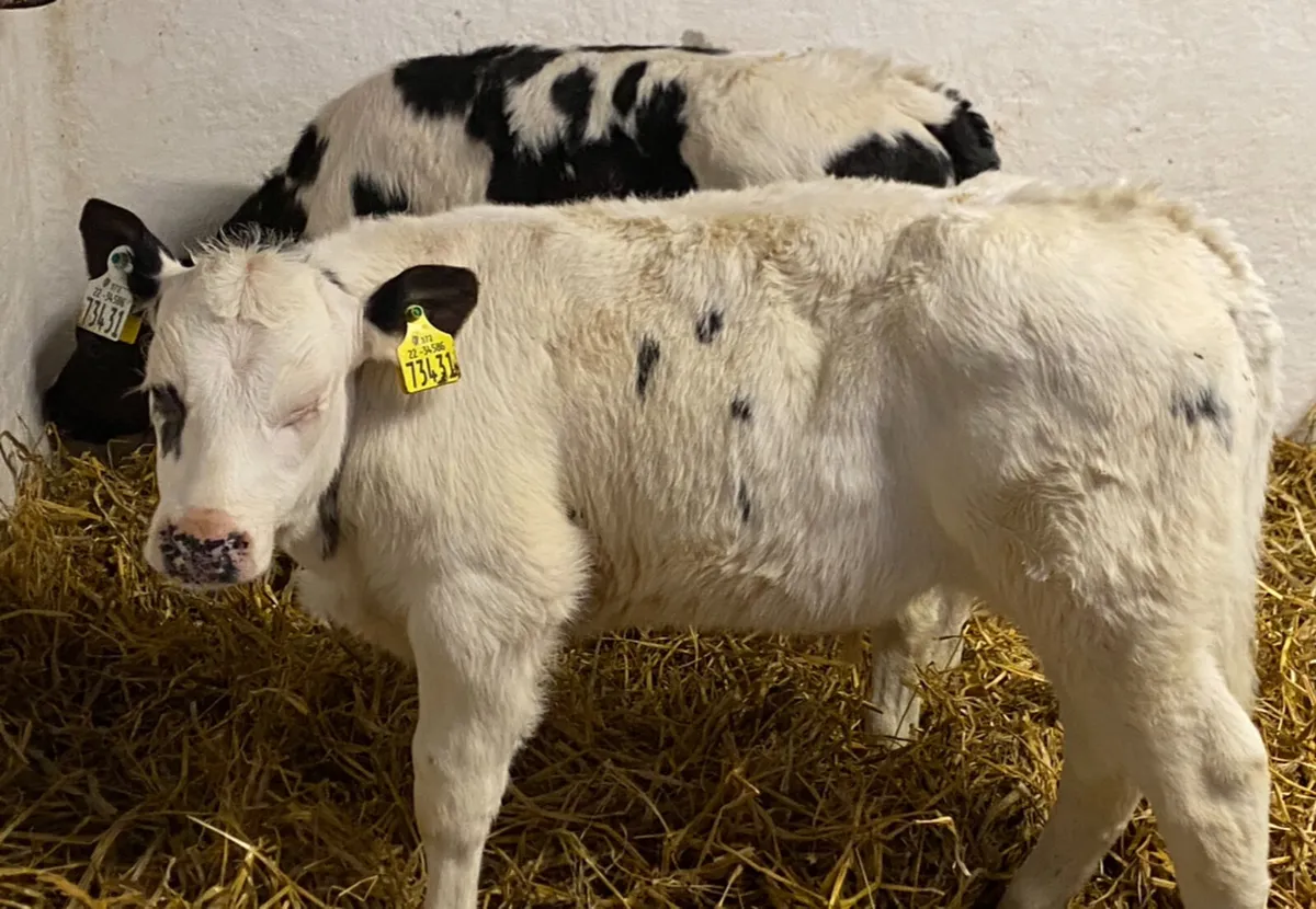 10 Super BB Calves - From 1 Farm - Image 3