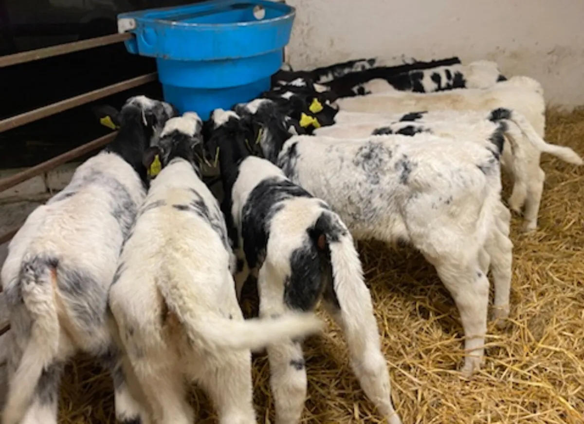 10 Super BB Calves - From 1 Farm - Image 4