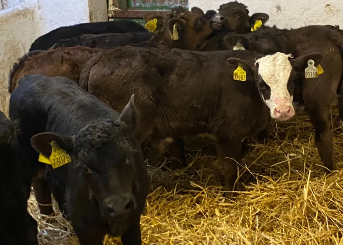 10 Super 5/8 Week Old Continental Bull Calves - Image 1