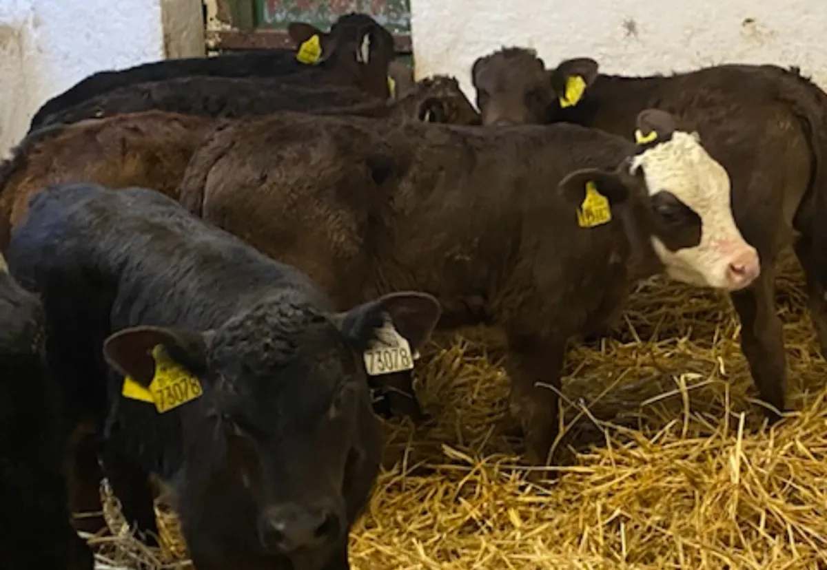 10 Super 5/8 Week Old Continental Bull Calves - Image 2