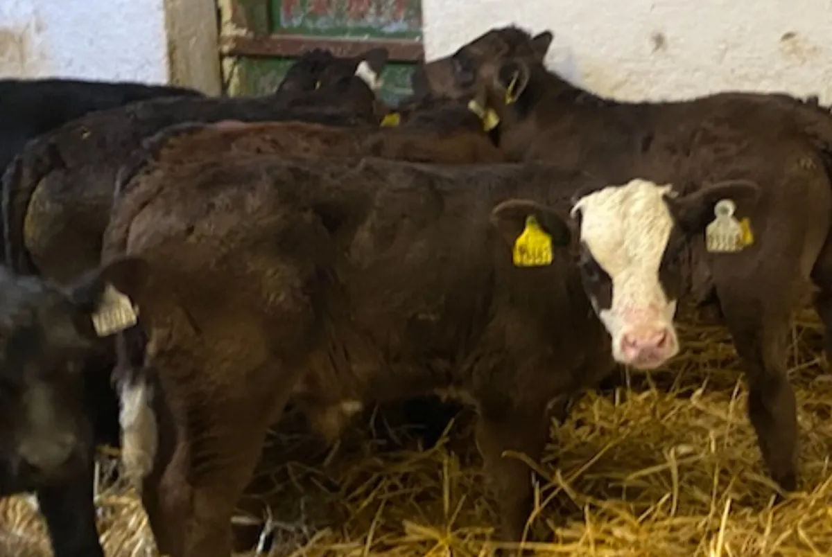 10 Super 5/8 Week Old Continental Bull Calves - Image 3