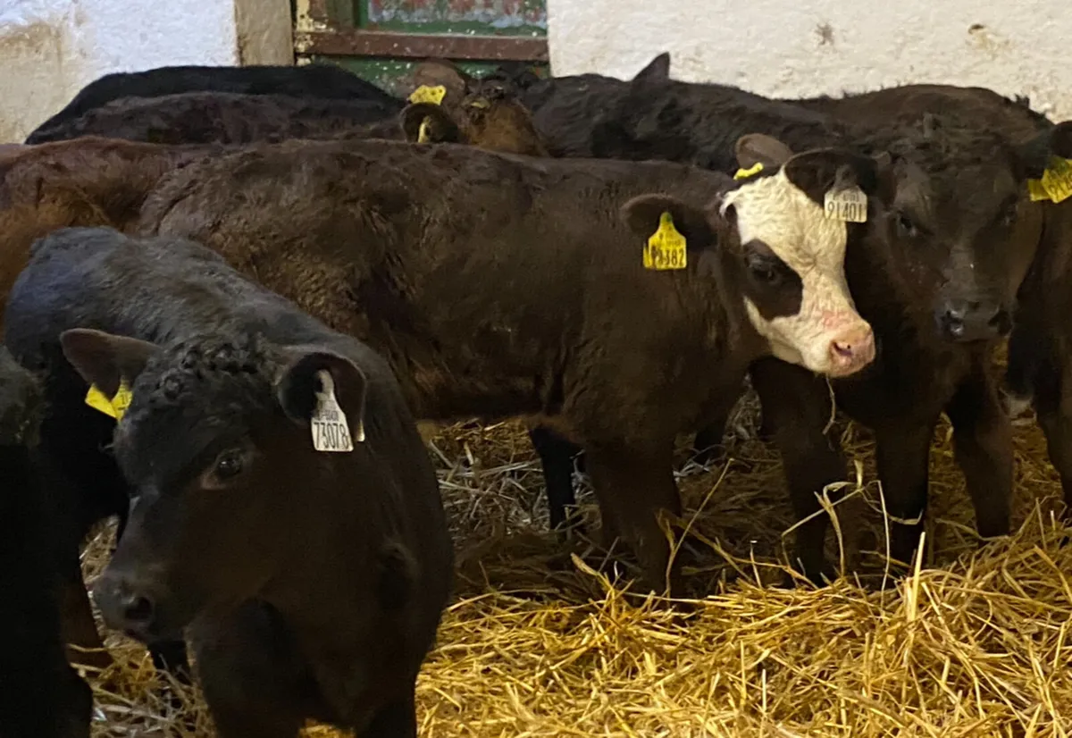 10 Super 5/8 Week Old Continental Bull Calves - Image 4