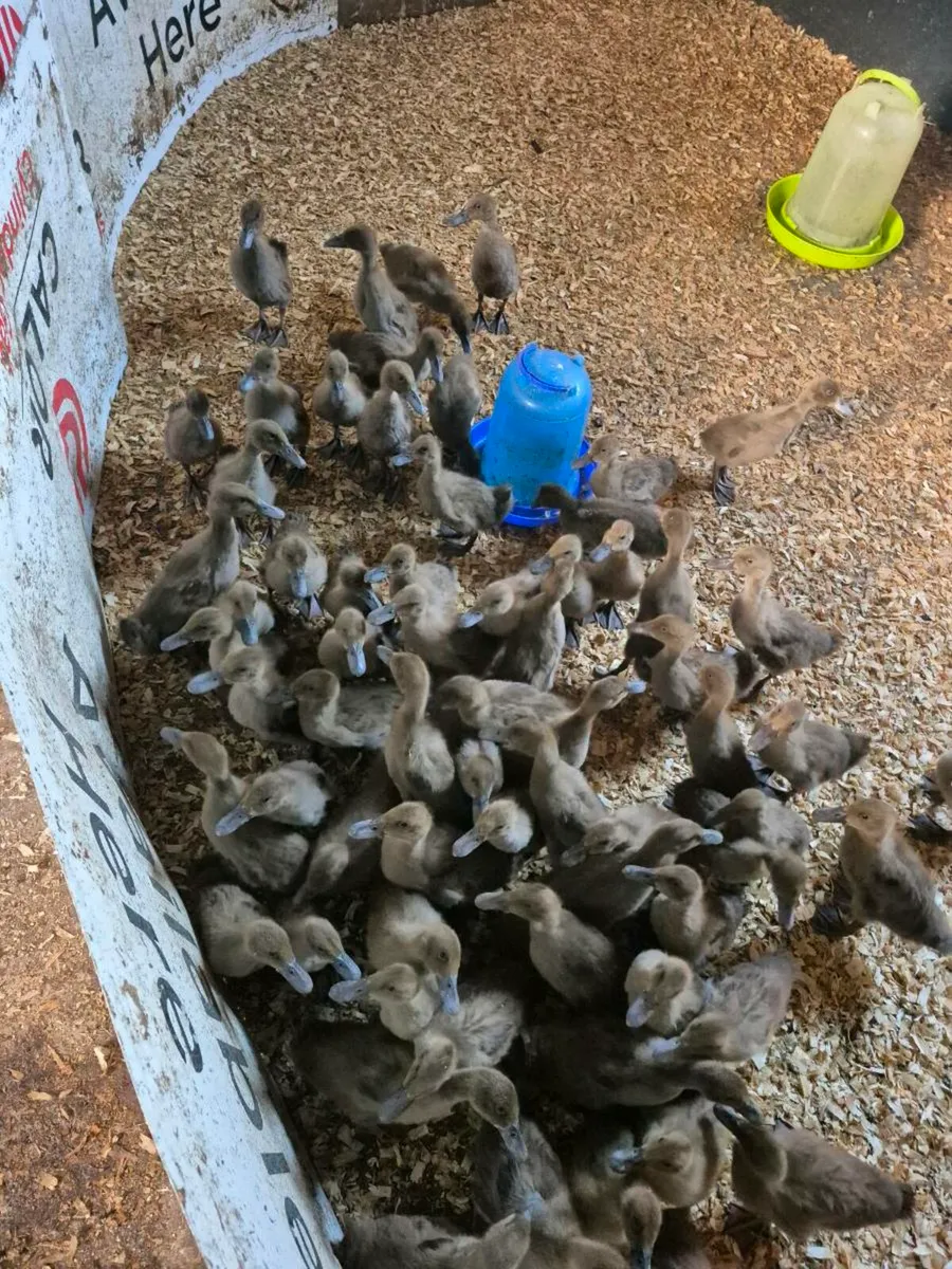 Laying hens  khaki Campbell Ducks and Geese - Image 1