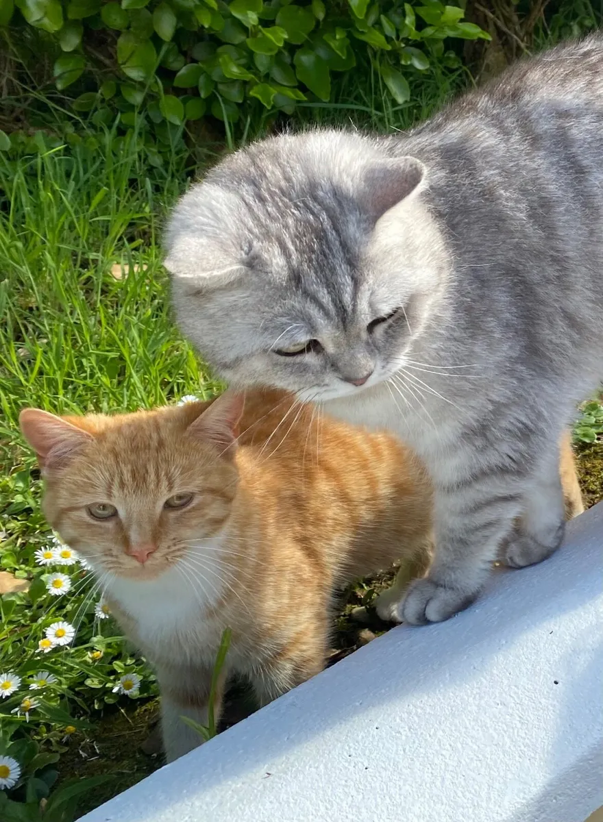 Ginger female cat free to good home - Image 1