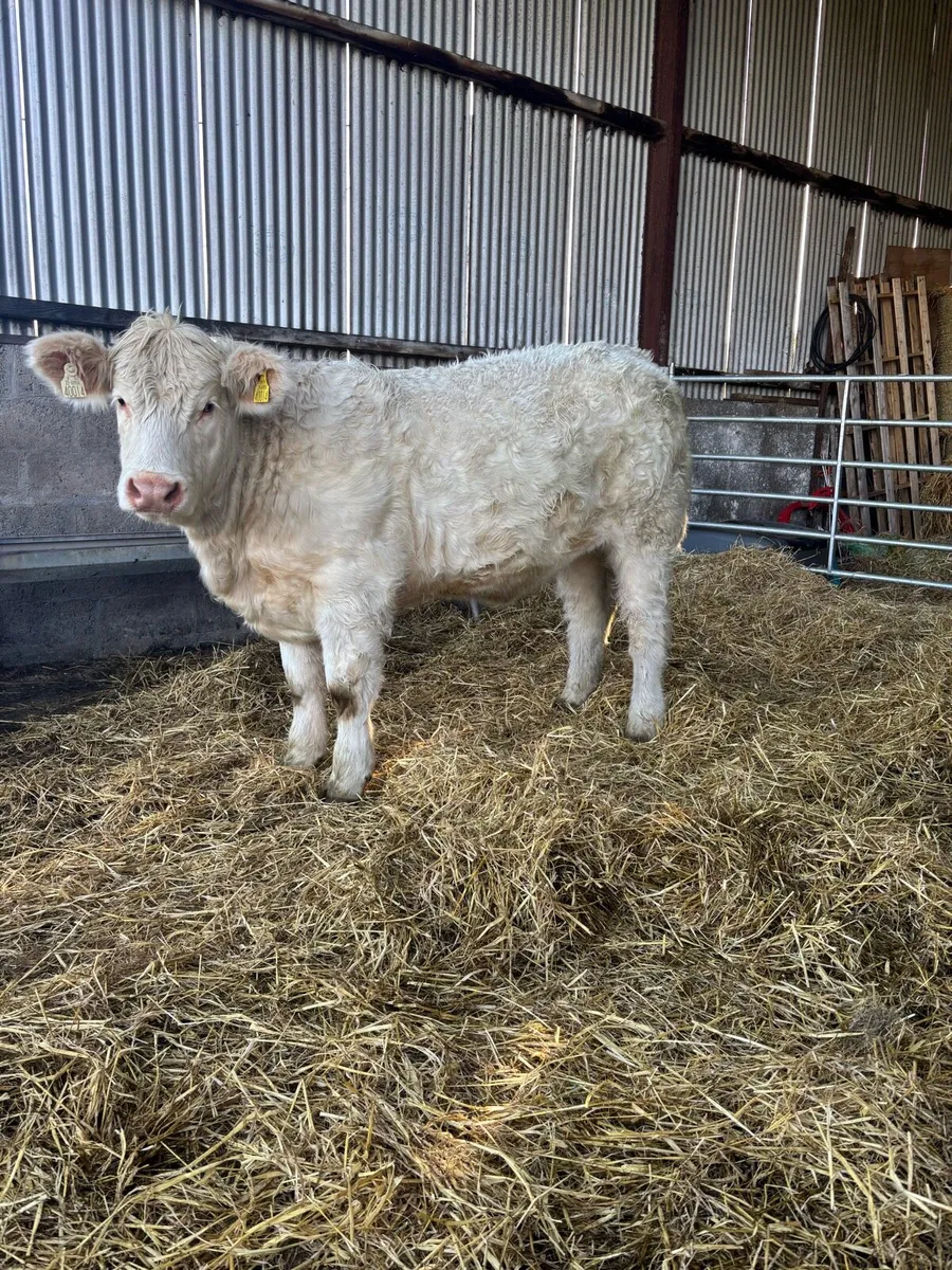 🌟🌟🌟🌟Pedigree Charolais Heifer🌟🌟🌟🌟 - Image 1
