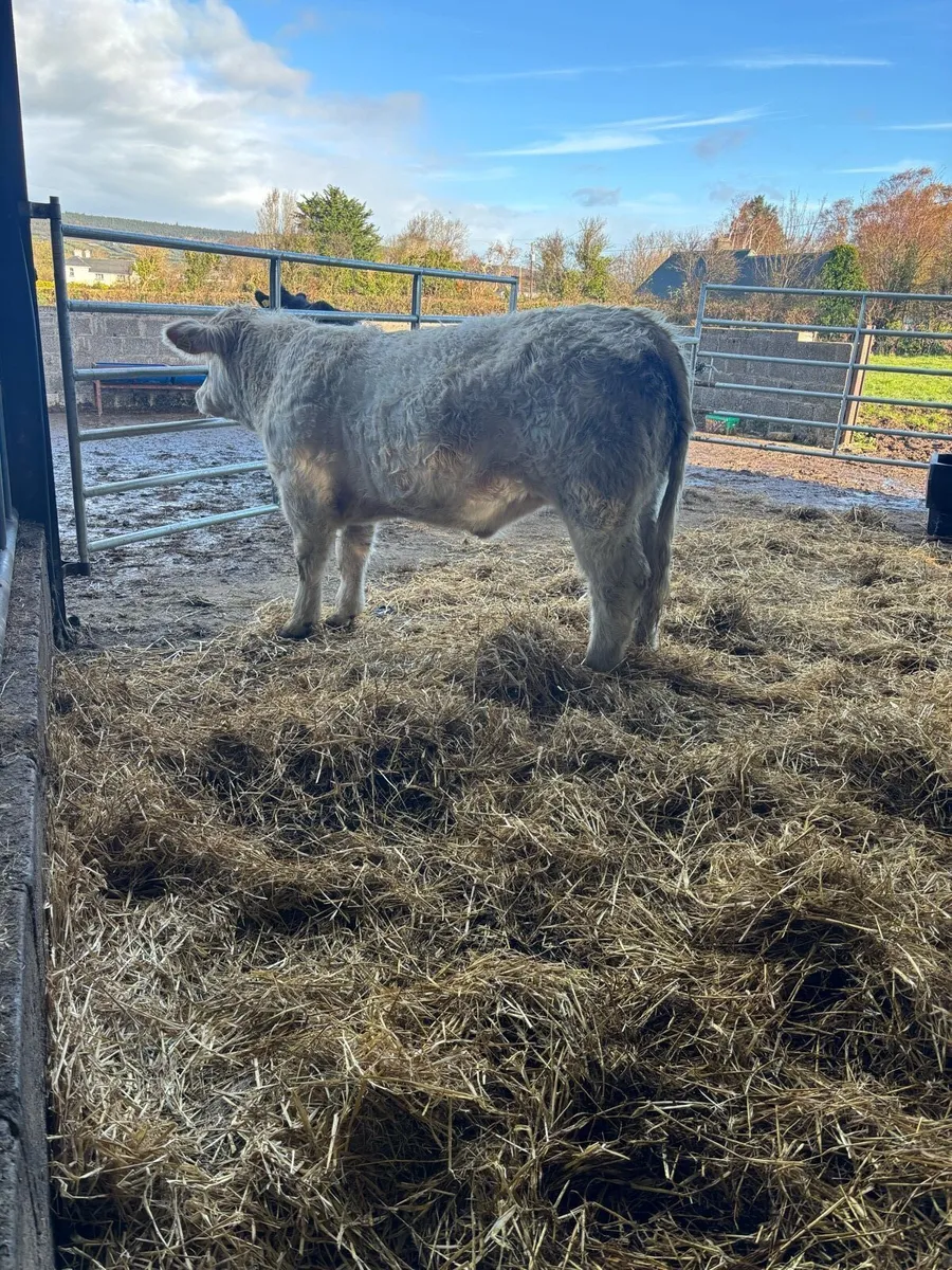 🌟🌟🌟🌟Pedigree Charolais Heifer🌟🌟🌟🌟 - Image 2