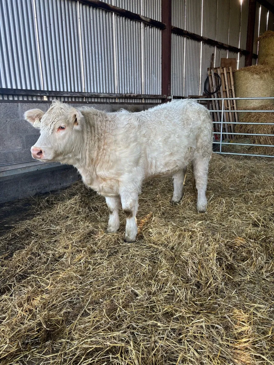 🌟🌟🌟🌟Pedigree Charolais Heifer🌟🌟🌟🌟 - Image 3