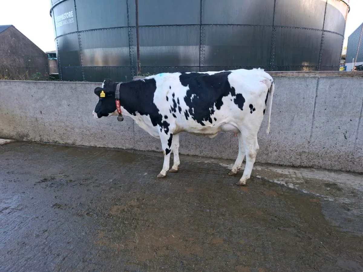 Calved Heifers - Image 1
