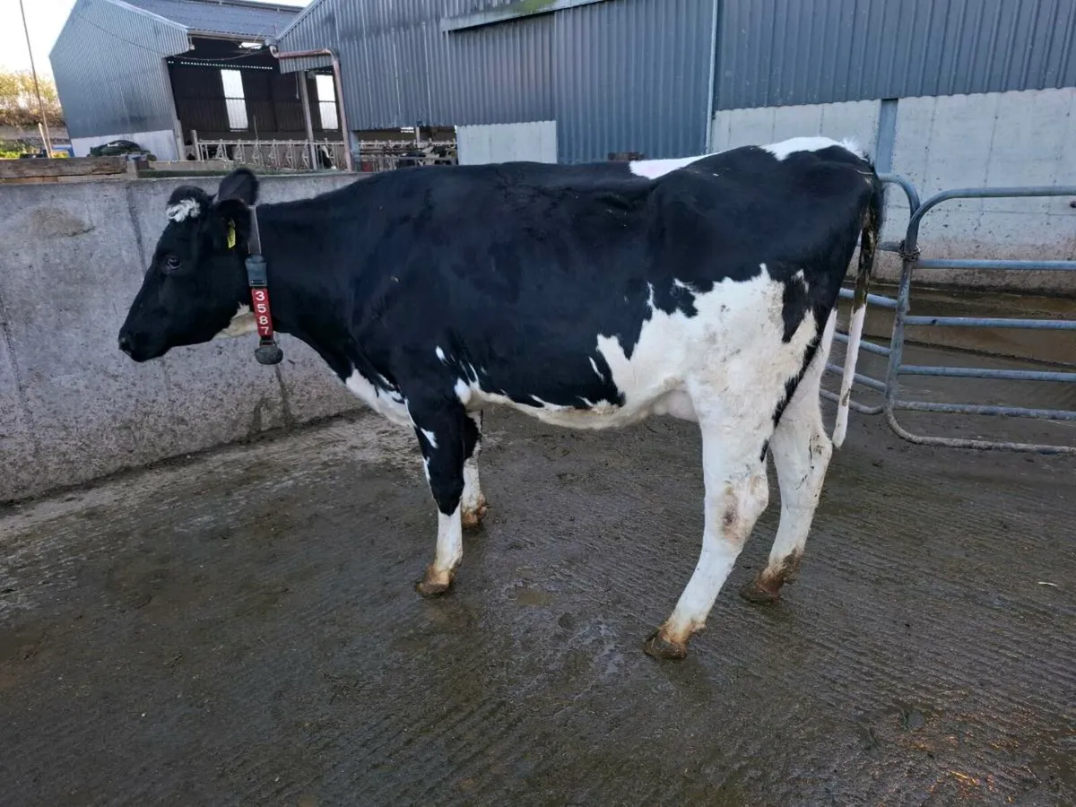 Calved Heifers - Image 3