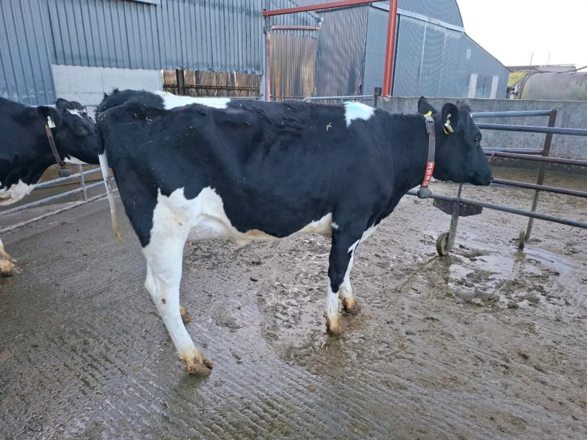Calved Heifers - Image 4