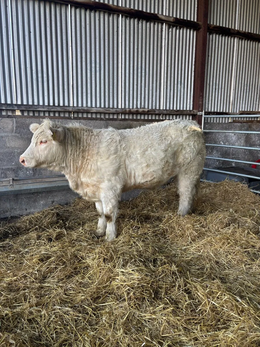 🌟🌟🌟🌟Pedigree Charolais Heifer🌟🌟🌟🌟 - Image 4