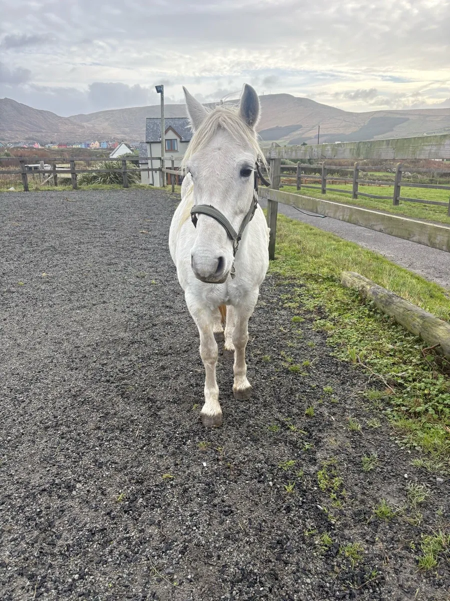 Connemara mare - Image 1