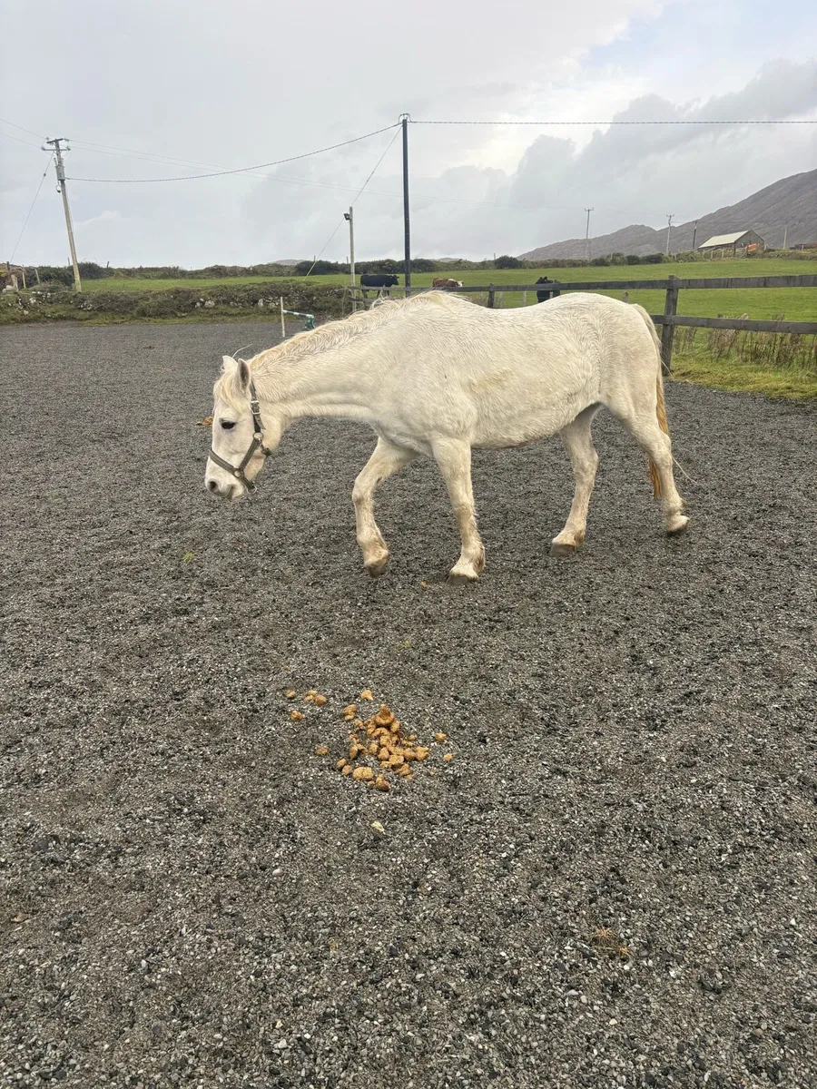 Connemara mare - Image 2
