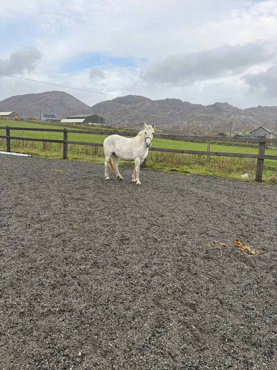 Connemara mare - Image 3
