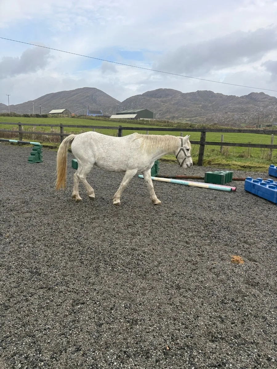 Connemara mare - Image 4