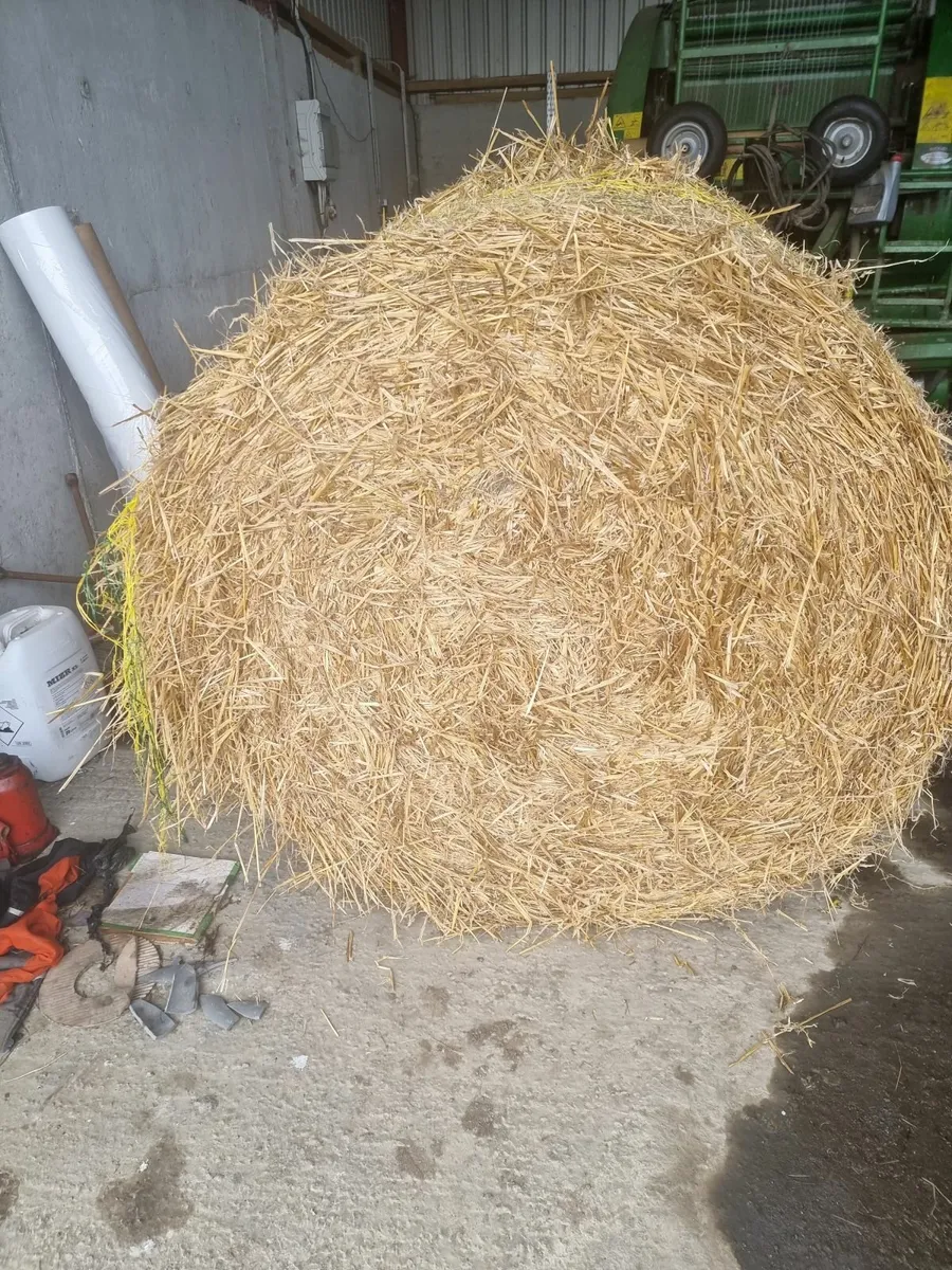 Golden Spring Barley straw - Image 1
