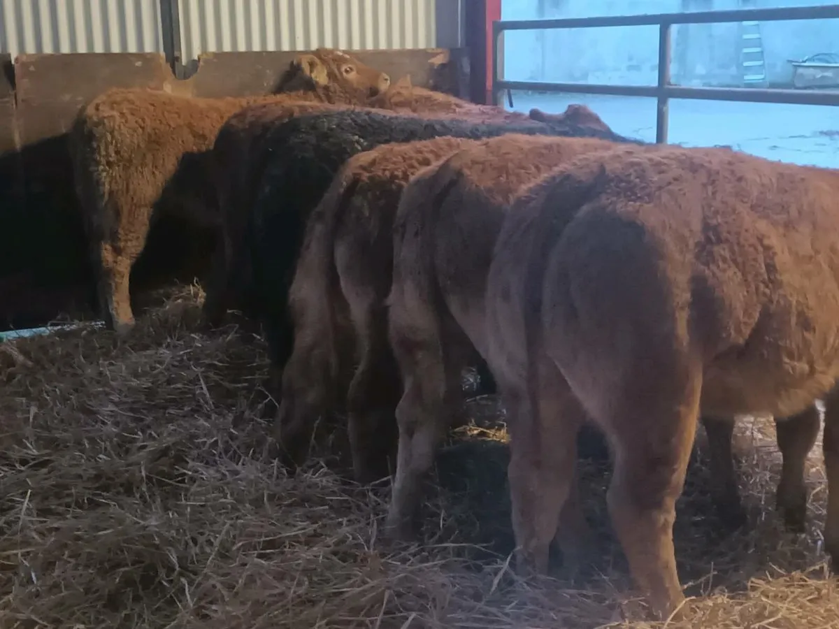 9 smashing U Grade LMX Heife's for sale - Image 2