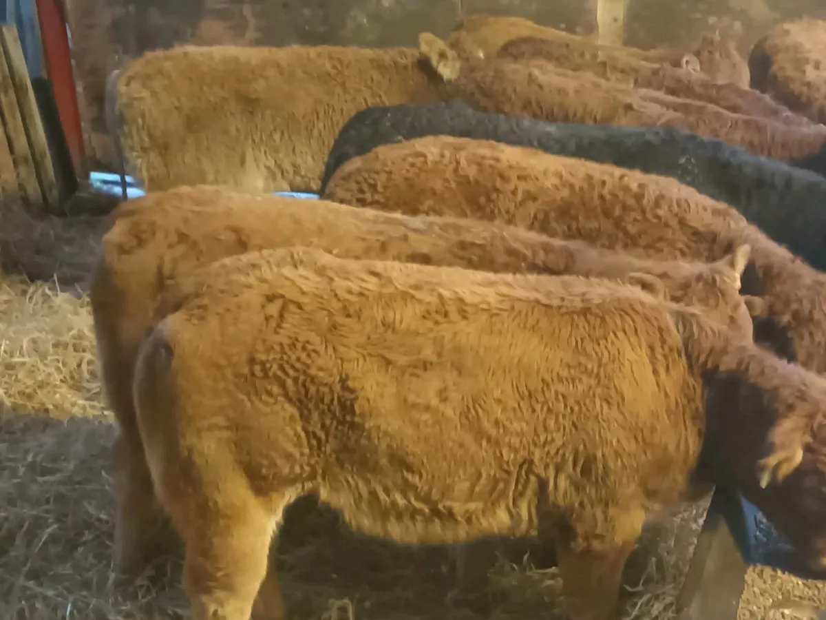 9 smashing U Grade LMX Heife's for sale - Image 3