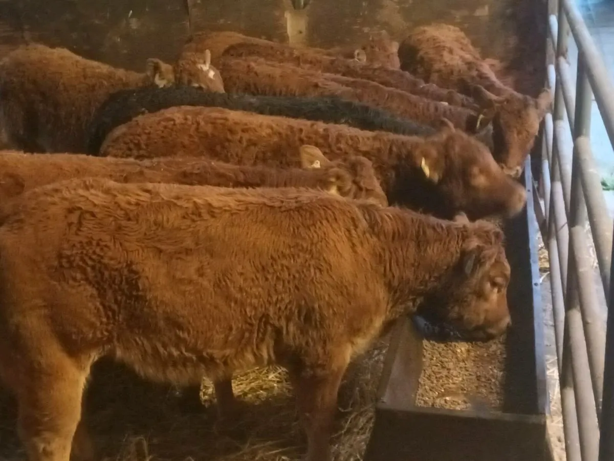 9 smashing U Grade LMX Heife's for sale - Image 4