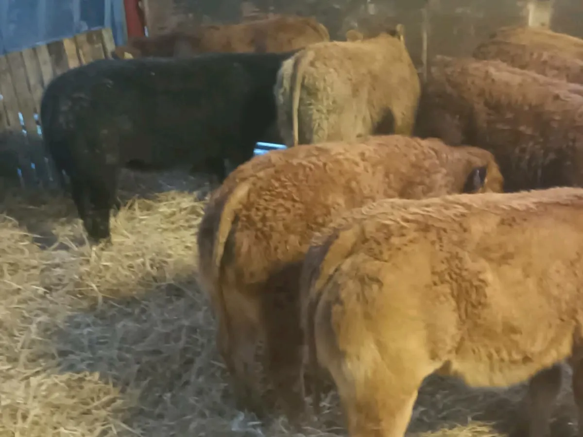 9 smashing U Grade LMX Heife's for sale - Image 1