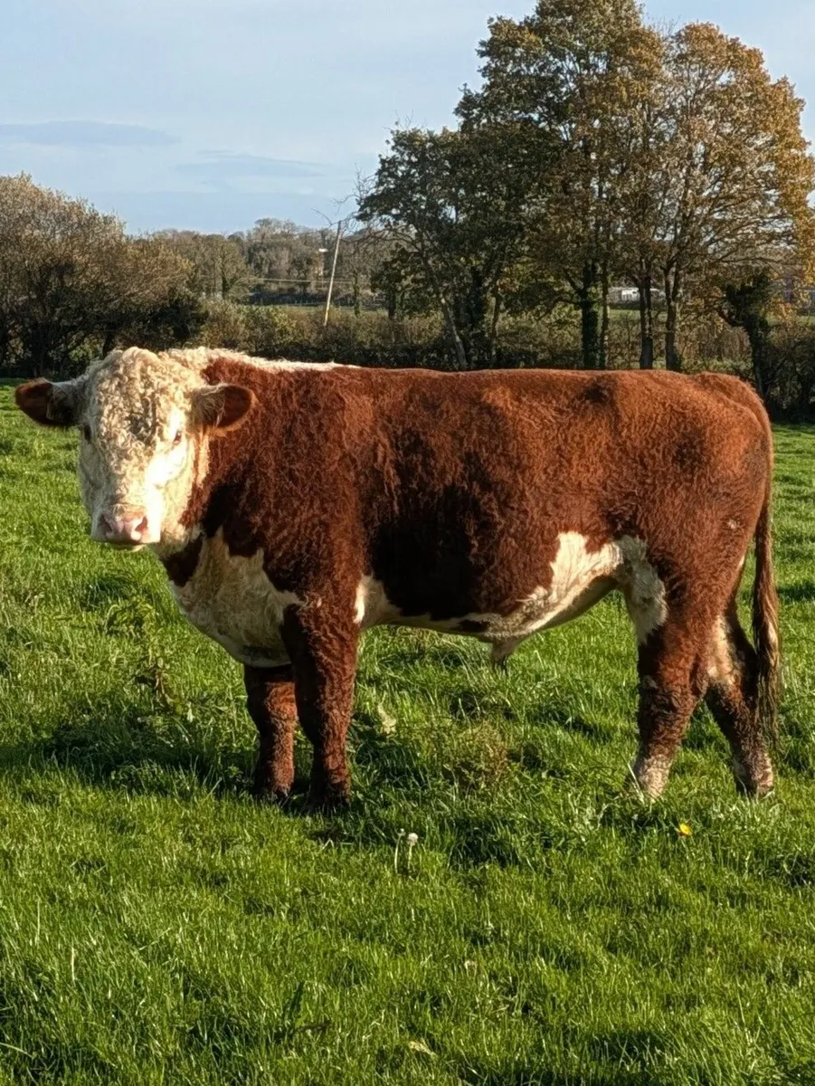 Hereford Bull